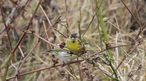 Siskin / Carduelis spinus Video stock 44362148