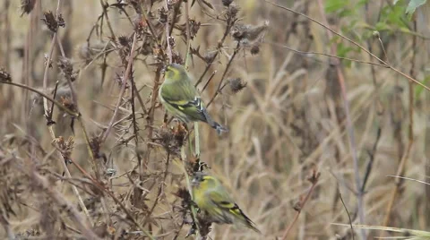 Siskin / Carduelis spinus Stock Footage 44362159