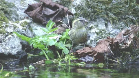 Siskin drinks at the stream Stock Footage 246744812