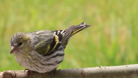 Siskin Video stock 5698402