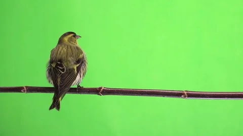 Siskin isolated on a green background, studio Stock Footage 80192028