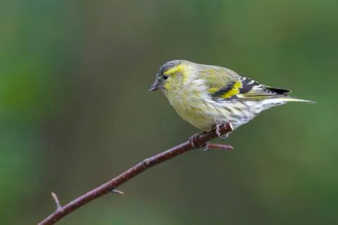 Siskin Stock Photos