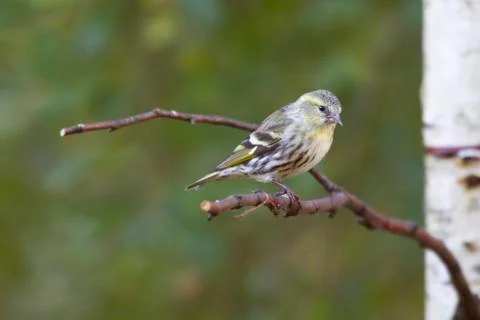 Siskin Stock Photos