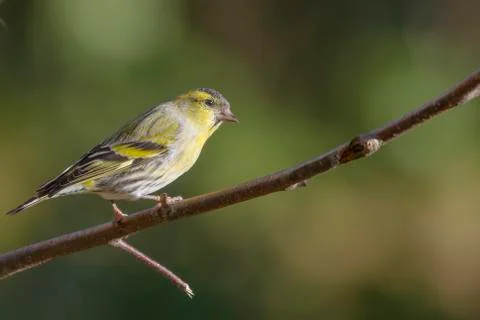 Siskin Stock Photos
