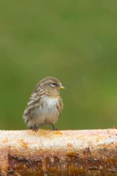 Siskin Stock Photos