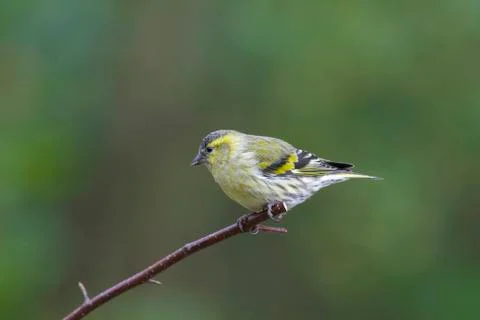 Siskin Stock Photos