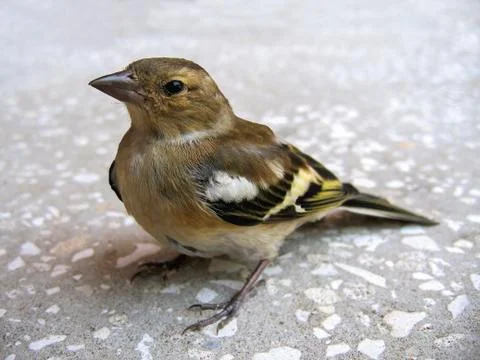 Siskin Stock Photos
