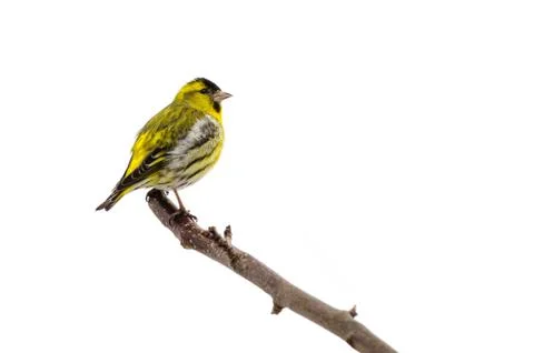 Siskin Stock Photos