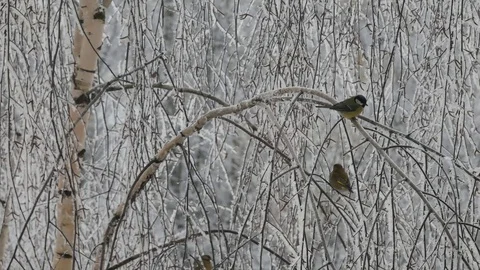 Siskin with a titmouse. Video stock 116959412