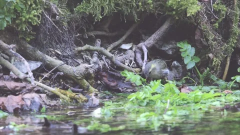 Siskin at the water Stock Footage 246744820