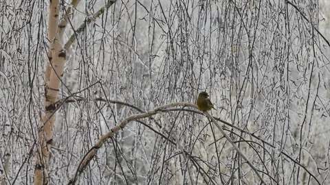 Siskin in the winter forest. Video stock 116959152