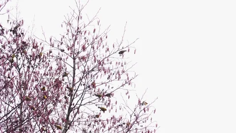   Siskins in the winter forest 2 Stock Footage 125434770