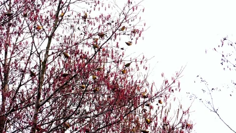   Siskins in the winter forest 3 Stock Footage 125434927