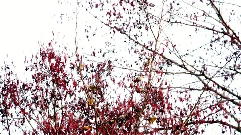   Siskins in the winter forest 4 Stock Footage 125435087