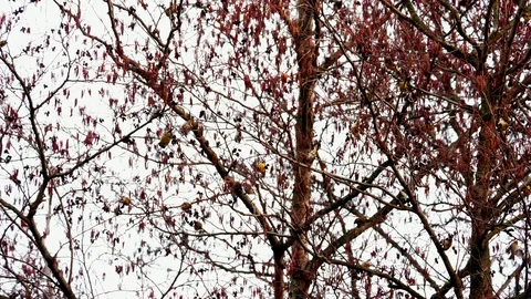 Siskins in the winter forest 5 Stock Footage 125435068