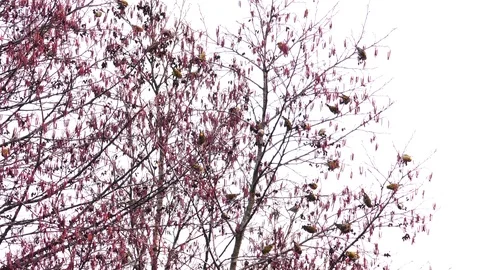   Siskins in the winter forest1 Stock Footage 125434791