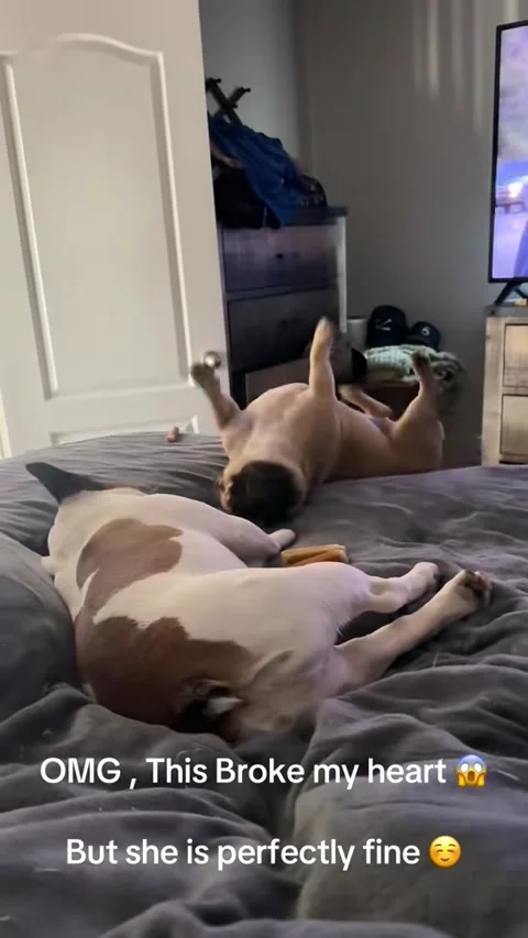 Sissy Goes Overboard the Bed - 09 Aug 2025 Stock Footage 314574501