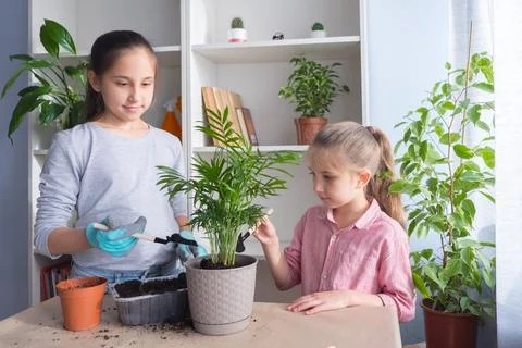 Sister girls transplant flowers by adding soil to the pots on the table. Home Stock Photos