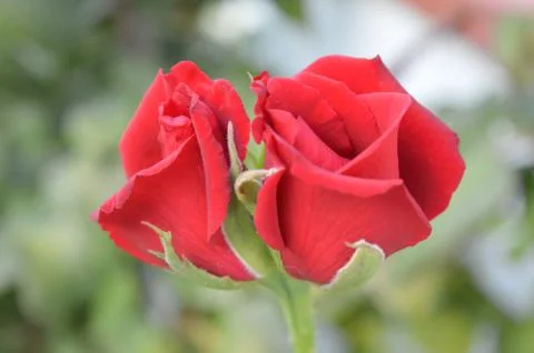 Sister rose bud Stock Photos