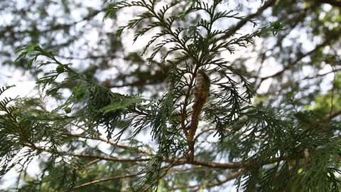 Sister wasps &amp; vespiary Stock Footage 83155356