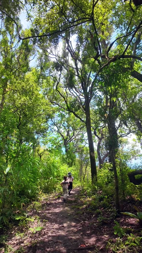 Sisters learning about nature while hiking together on a summer day. Stock Footage 310937145