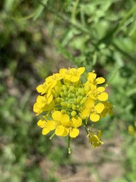 Sisumbrium Stock-Fotos