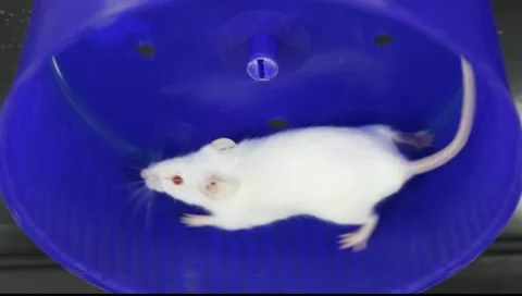 Sisyphus Vídeos de archivo 10573658