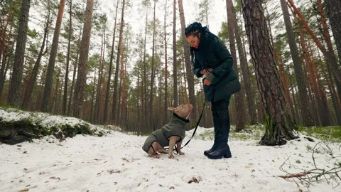 Sit Command: Female owner is training her American Bully dog in a winter forest 스톡 동영상 231353328