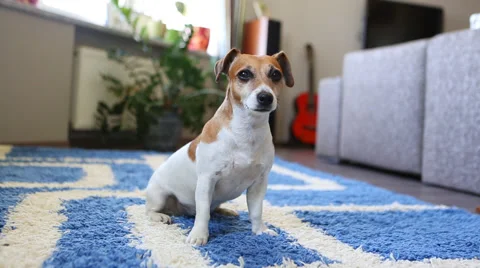 Sit lie catch ball Vídeo Stock 45866673