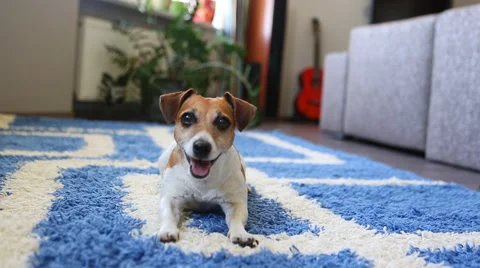 Sit lie smile Stock-Footage 45868036