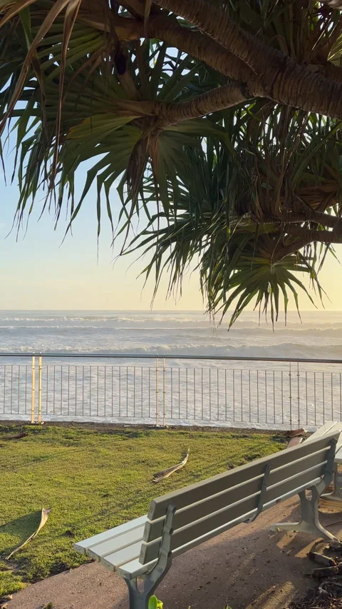 Sit Relax and Watch the Waves Roll In Pandanus Tree Vidéo 301662469