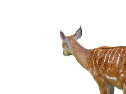 Sitatunga antelope isolated on white background Foto stock