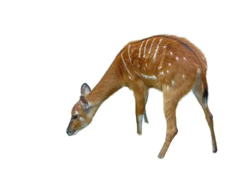 Sitatunga antelope isolated on white background Фото
