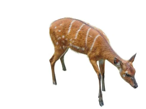 Sitatunga antelope isolated on white background Fotos Stock