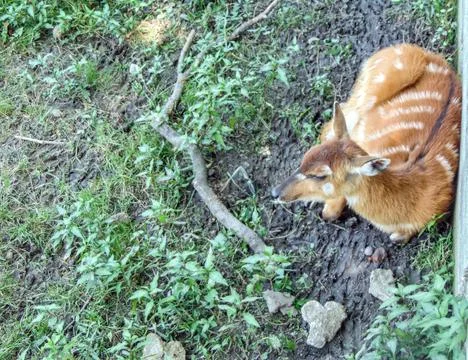 A Sitatunga antelope sits on the ground Stock Photos