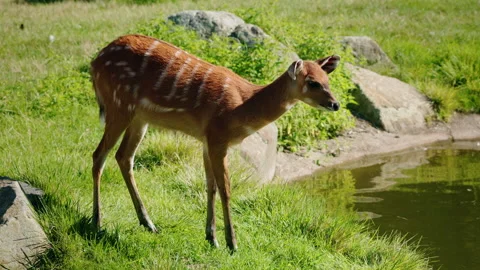 Sitatunga antelope standing on green grass near water, striped brown fur and Stock Footage 326377253
