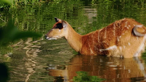 Sitatunga antelope standing in shallow water and lifting head, striped brown Stock Footage 326377323