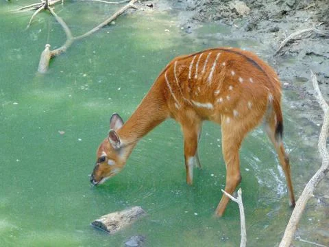 Sitatunga antelope in the water 库存照片
