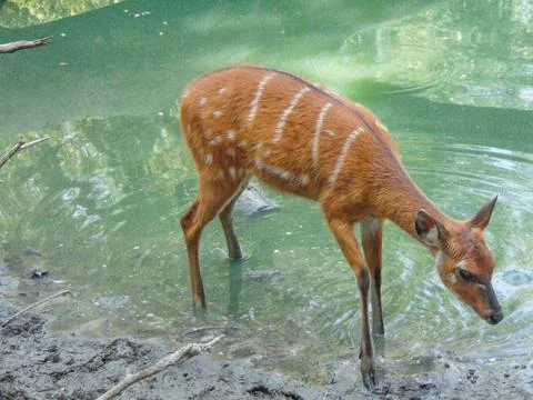 Sitatunga antelope in the water Photos
