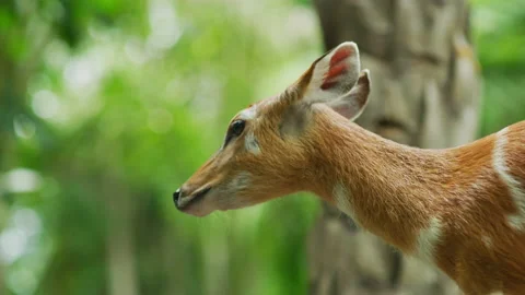 Sitatunga at Bali Zoo Stock Footage 218342479