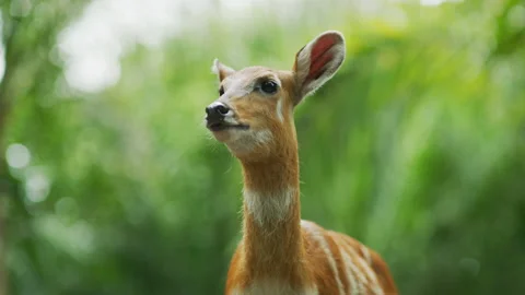 Sitatunga, Bali Zoo Stock Footage 218344432