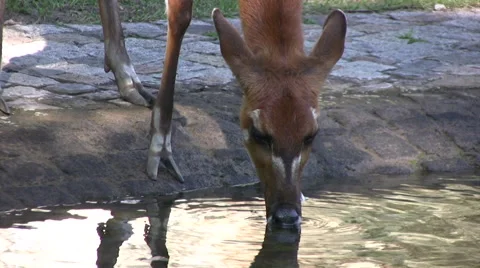 Sitatunga close up of head Stock Footage 42255130