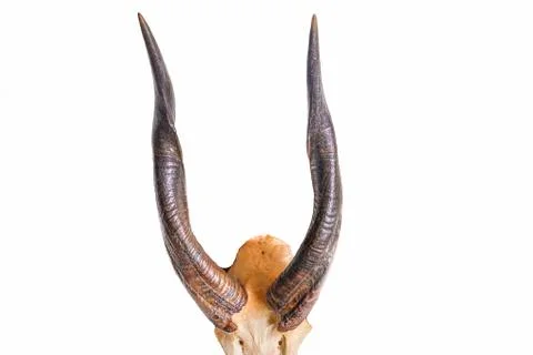 Sitatunga horns Stock Photos