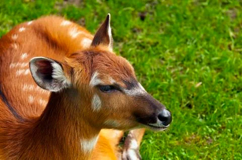 Sitatunga or marshbuck Stock Photos