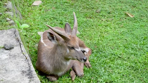 A Sitatunga or marshbuck resting on green grass. Vidéo 335220726