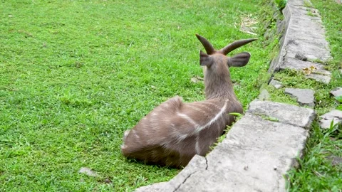A Sitatunga or marshbuck resting on green grass. Vidéo 335220746