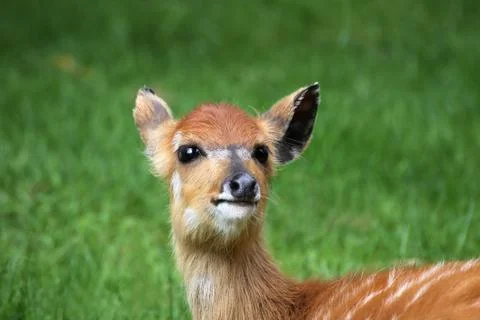 Sitatunga Stock Photos