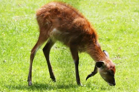 Sitatunga Stock Photos