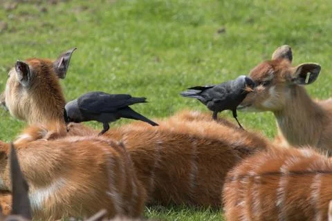 Sitatunga Stock Photos