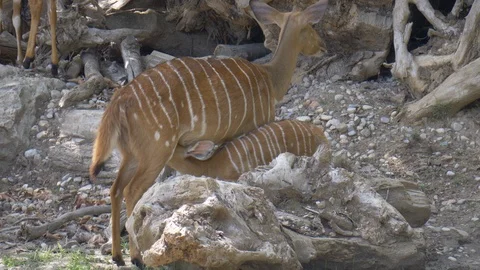 Sitatunga Puppy Suckling Video stock 100021375